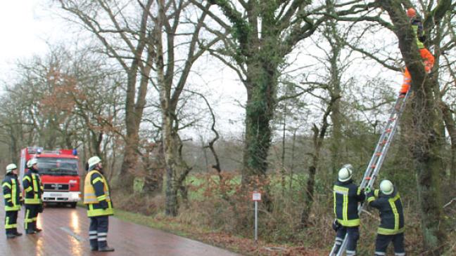 Baum droht auf die Straße zu stürzen