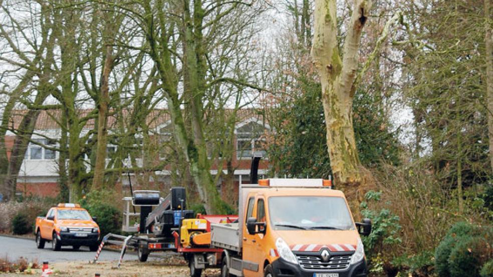 Die Krone einer Platane an der Marktstraße in Weener wurde am 20. Dezember 2018 von MItarbeitern des städtischen Bauhofes zurückgeschnitten. Die Krone hatte einen großen Riss, außerdem war der Baum von Pilzen befallen. © Fotos: Hoegen
