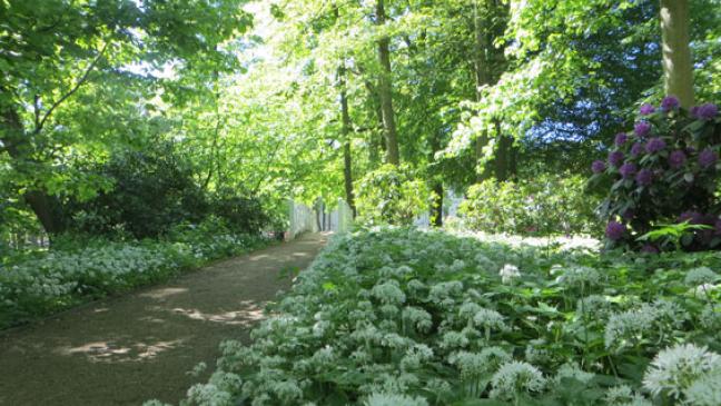 Zehn Bäume weichen im Evenburg-Park