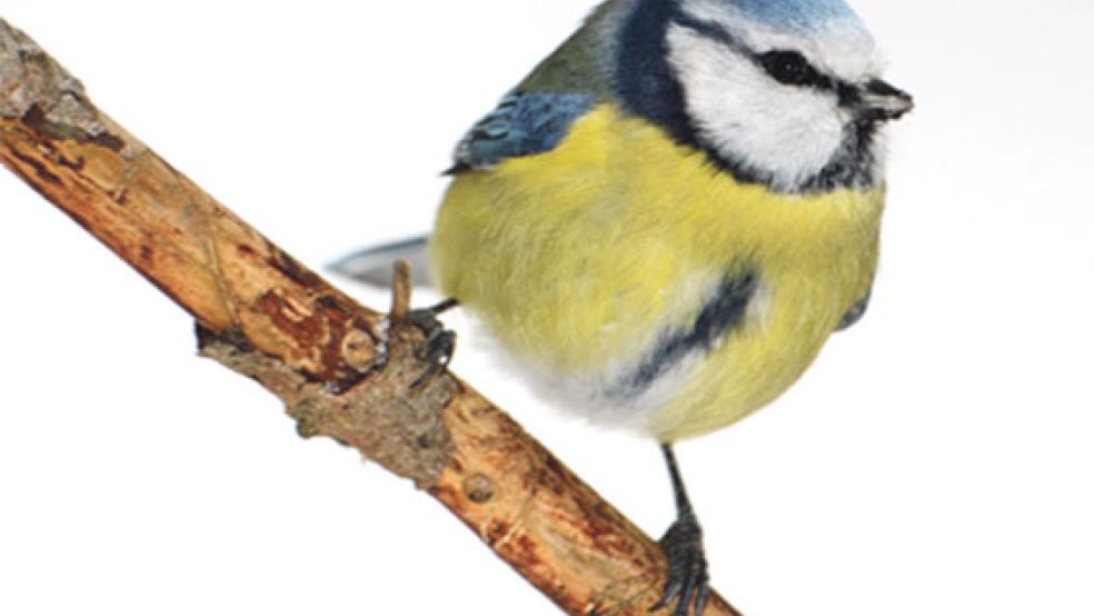 Die Blaumeise ringt mit der Amsel um den dritten Platz des Rankings in Ostfriesland. © Foto: Frank Derer