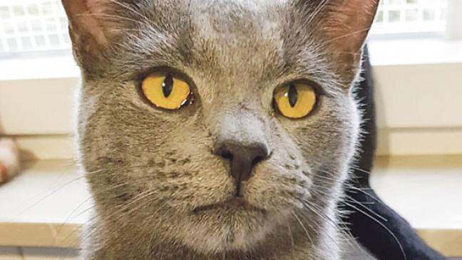 »Milan« sucht  einen Kumpel