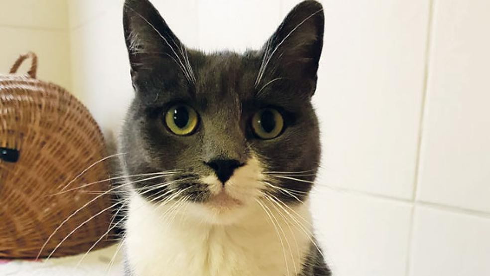 Fundkatze »Zoey« wird zurzeit im Tierheim in Stapelmoor betreut. © Foto: Tierschutz Rheiderland