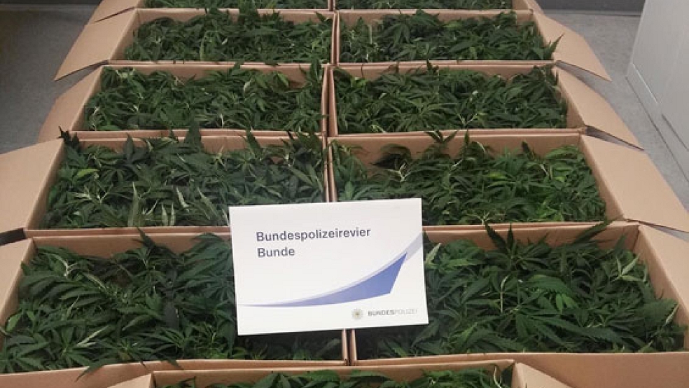 921 Hanfpflanzen hat die Bundespolizei jetzt bei eine Kontrolle an der Anschlussstelle Weener der A 31 beschlagnahmt. © Foto: Bundespolizei