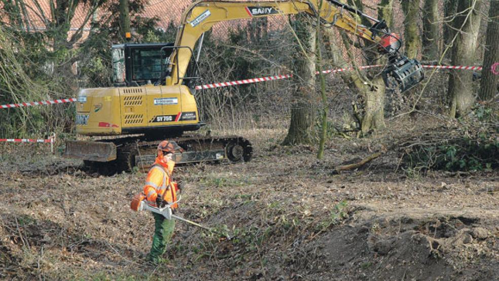 Arbeiter der Firma Determann aus Aschendorf sind seit Montag mit Fäll- und Rodungsarbeiten beschäftigt. © Foto: Szyska