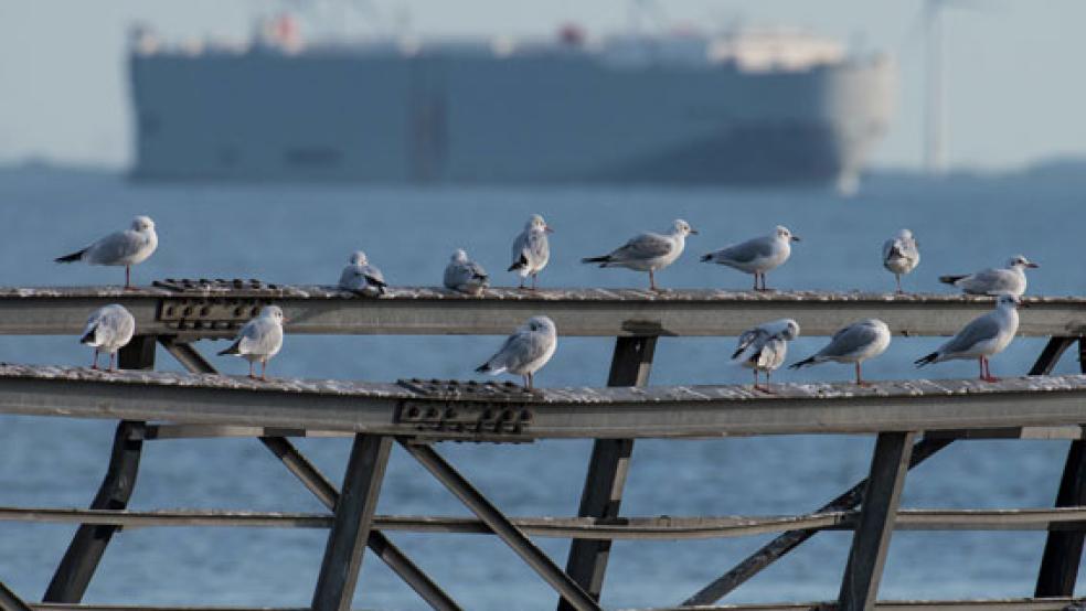 Möwen hocken bei Emden auf einer verfallenen Metallbrücke an der Außenems. Das Mündungsgebiet der Ems steht jetzt unter Naturschutz. © Foto: Ingo Wagner (dpa)