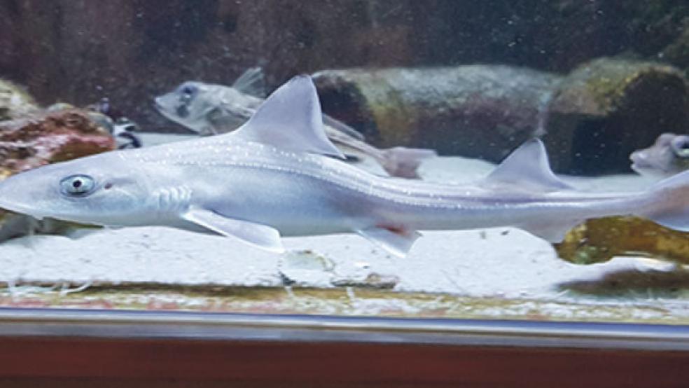 Der gerettete Glatthai tummelt sich nun im Schaubecken des »Nordsee Aquarium« auf der Insel Borkum. © Foto: NABU