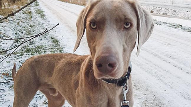 »Ajax« hat Temperament