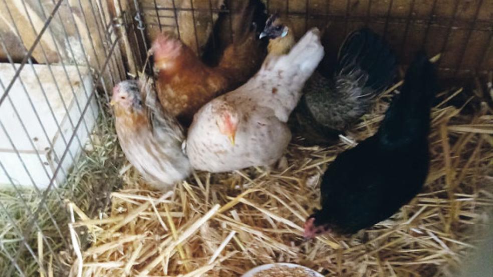 Zwerghühner und normalgroße Hühner hat der Tierschutz Rheiderland jetzt in Diele eingefangen. Die Tiere waren ausgesetzt worden. © Foto: Tierschutz