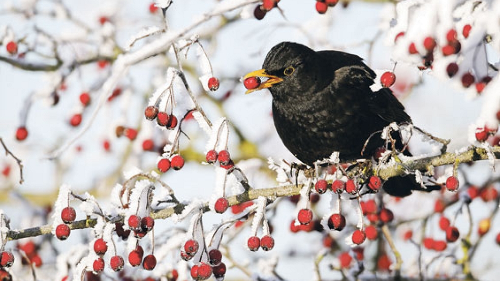 Die Amsel rutschte im Ostfriesland-Ranking der »Stunde der Wintervögel« auf den vierten Platz ab. © Foto: Mike Lane/fotolia