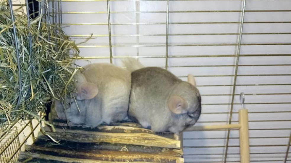 Diese Chinchilla-Weibchen möchte der Tierschutz Rheiderland gerne in gute Hände vermitteln. © Foto: Tierschutz