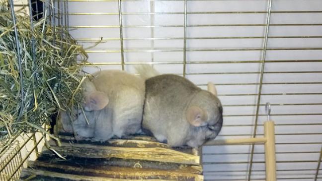 Zwei Chinchillas suchen ein Zuhause