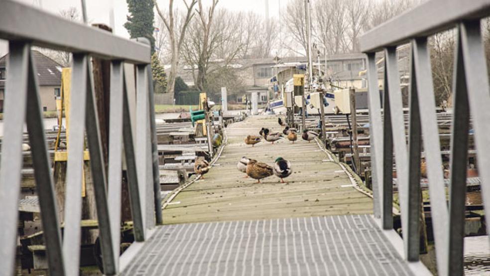 Der Steg des SV Weener im Winterschlaf. Die dringend nötige Erneuerung der Anlage könnte scheitern, wenn HuT und Stadt die Pläne für eine deutliche Erhöhung der Pachttarife durchsetzen. Auch das Schlickproblem brennt dem Seglerverein weiterhin unter den Nägeln.  © Foto: Hanken
