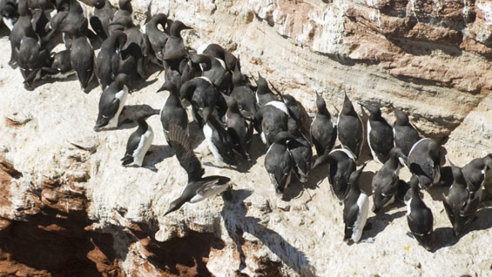 Trottellummen auf der Insel Helgoland. Eine Häufung von Todesfällen ihrer Artgenossen an der hiesigen Nordseeküste wirft Fragen auf. © Foto: dpa