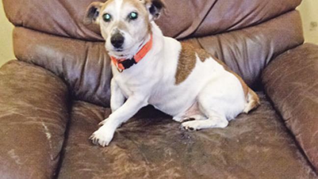 »Tommy« liebt  Spaziergänge