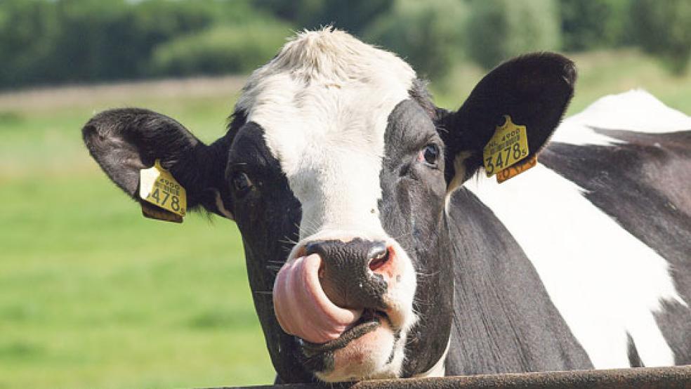Diese Kuh ist gesund. Der Name Blauzungenkrankheit leitet sich ab von der blauen Farbe der Zunge, einem Leitsymptom beim Ausbruch der Krankheit. © Symbolfoto: Pixabay