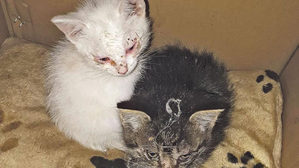 Auch diese beiden kleinen Katzen - als das Foto entstand, waren sie fünf Wochen alt - konnte der Verein »Streunerkatzen« aufpäppeln und in gute Hände vermitteln. »Sie sind nun gesund und haben ein schönes Zuhause«, so der Verein. © Foto: Streunerkatzen Rheiderland