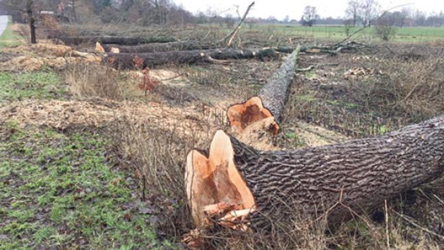 Zehn große Pappeln an »Huisingas Lohne« gefällt
