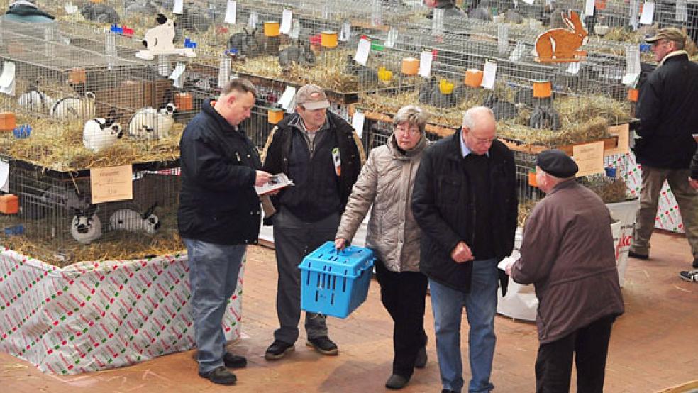 In Halle an der Saale waren auch Rheiderländer Kaninchenzüchter erfolgreich. Unser Archivbild entstand allerdings bei der Kreisverbandsschau im Januar 2017 in Leer. © Foto: Wolters