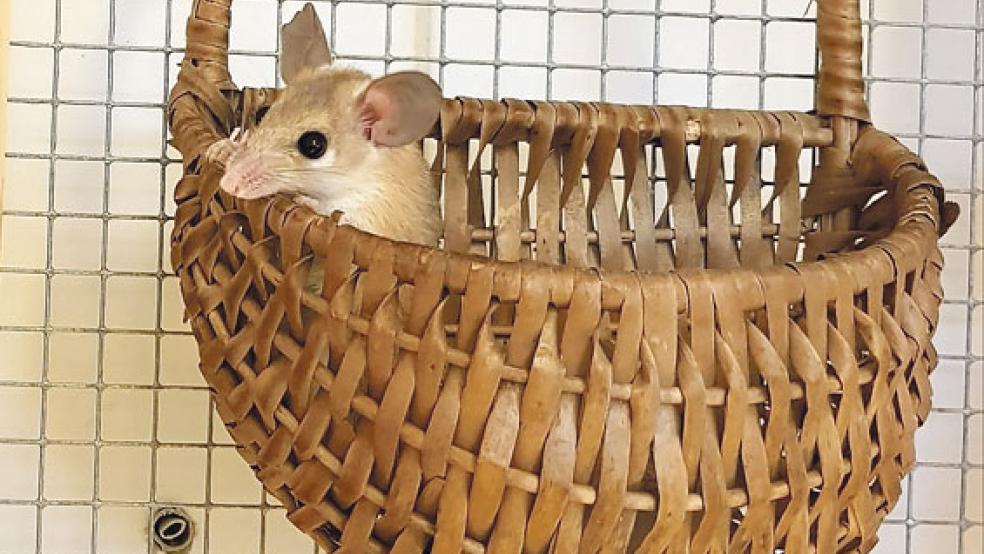 Diese Stachelmaus und ihre Familie suchen ein neues Heim. © Foto: Tierschutz Rheiderland