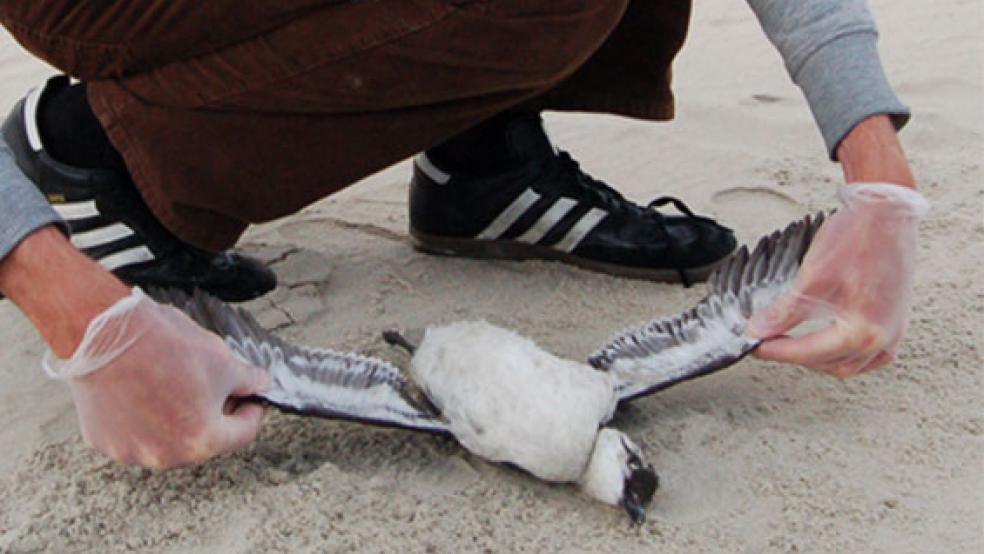 Die toten Trottellummen an der Nordseeküste beschäftigen weiterhin die Behörden. © Foto: RZ-Archiv