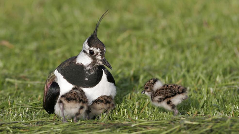 Auch Kiebitze gehören zu den gefährdeten Vogelarten. © Foto: Thorsten Krueger