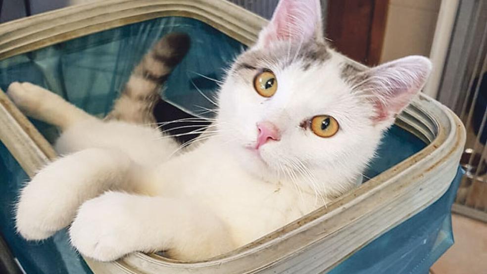 Katzendame »Banana« ist für jeden Spaß zu haben.  © Foto: Tierschutz Rheiderland