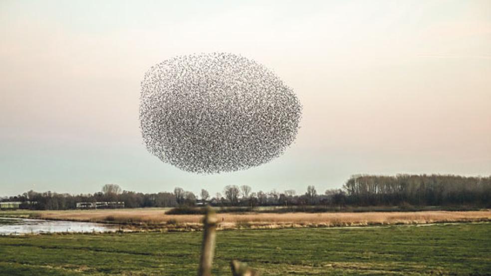 Wie eine dunkle Wolke schweben die Stare über den Feldern der Meentelande in Weener. © Foto: Klemmer