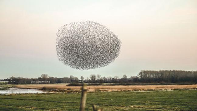 Tausende Stare bieten Naturschauspiel am Himmel