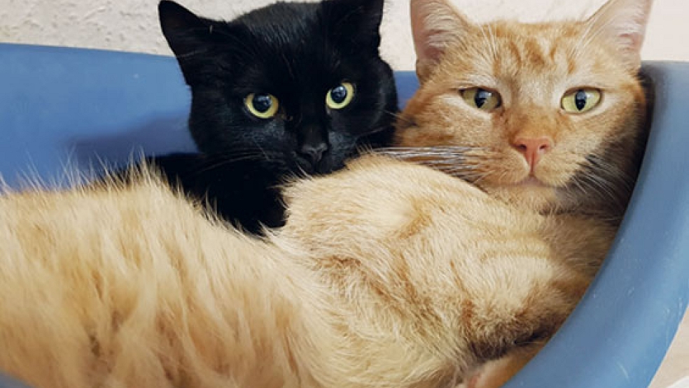 Die beiden Katzen »Bibi« und »Buddy« sind unzertrennlich. © Foto: Tierschutz Rheiderland