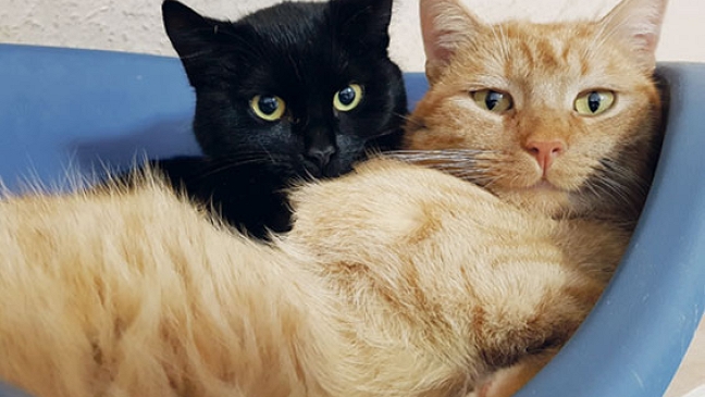 Katzen-Duo wurde zurückgelassen