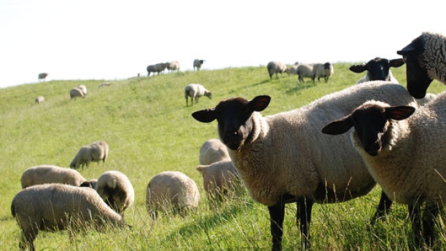 Schafe greifen Passanten an