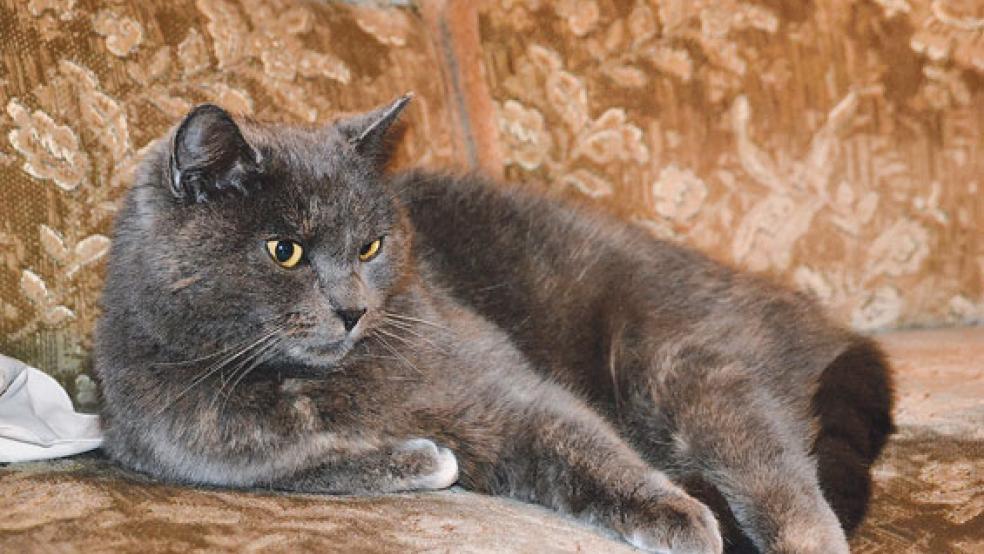 Nach mehreren Monaten ist die vermisste Katze »Greetje« wieder gefunden worden. Die Besitzer sind erleichtert und bedanken sich bei den Helferteams aus dem Rheiderland.  © Foto: Streunerkatzen Rheiderland