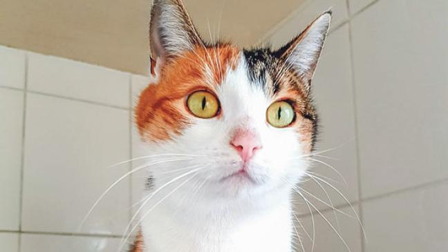 »Frau Schulte« sucht ein ruhiges Zuhause