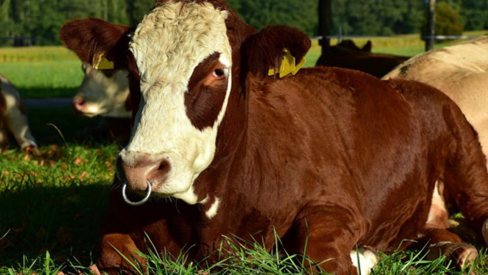 Ein Jungbulle musste von Landwirten in Wiesens (bei Aurich) nach einem Ausflug wieder eingefangen werden. Bei dem Foto handelt es sich um ein Symbolbild.  © Foto: pixabay