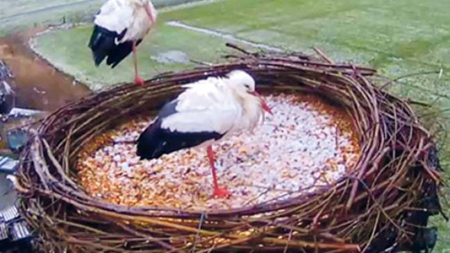 Störche zurück in Nestern im Rheiderland