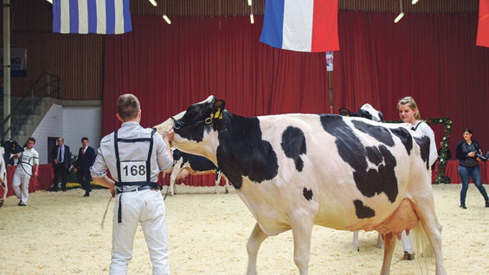 Sieger-Kuh »Grace« wurde von Jake Lohmöller aus Listrup vorgeführt. © Foto: Bassalig