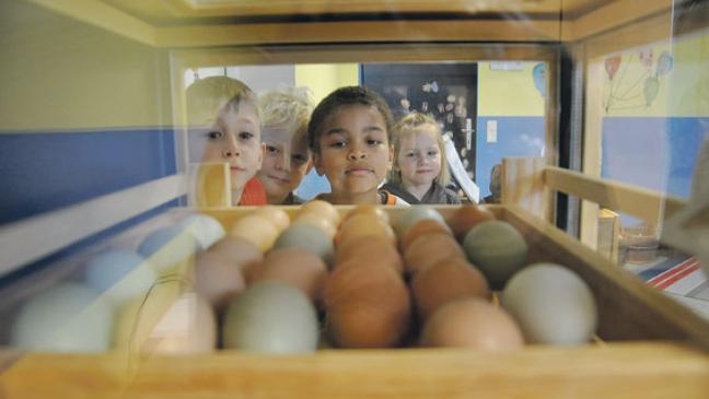 Warten auf das große Schlüpfen