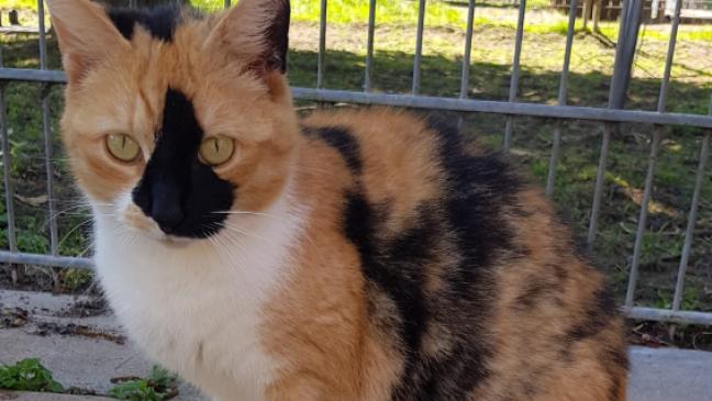 Glückskatze sucht ruhiges Zuhause