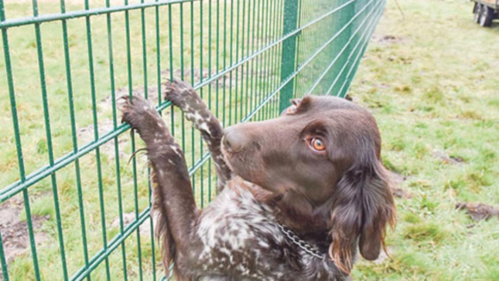 »Ich will hier rein«: Zurzeit wird die Hundefreilauffläche im Volkspark Bokel eingezäunt. Die Anlage soll in spätestens vier Wochen nutzbar sein. © Foto: Hinrichs