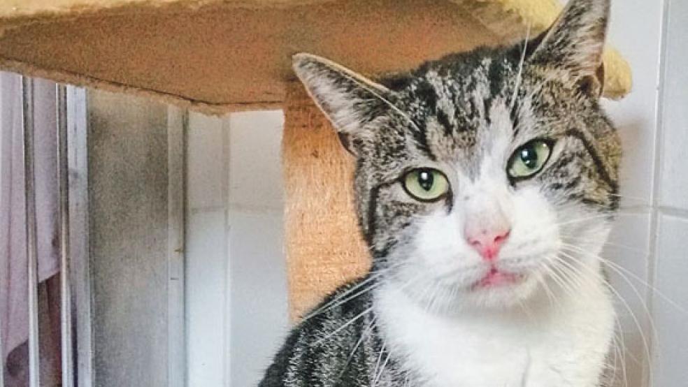 Ist verschmust und sucht die Nähe von Menschen: Kater Milo. © Foto: Tierschutz Rheiderland