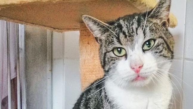 Traumkater Milo sucht ein Zuhause