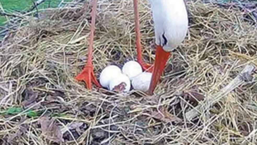 Vier Eier liegen mittlerweile in dem Nest in Vellage, in dem das Weißstorch-Pärchen Heinz und Hilde brütet. © Foto: privat