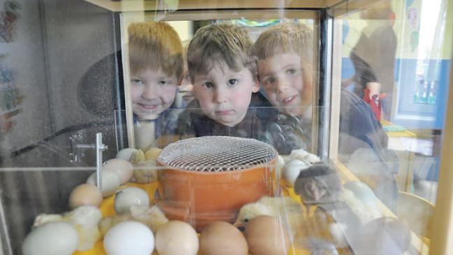 Erste Küken im Kindergarten in Holthusen geschlüpft
