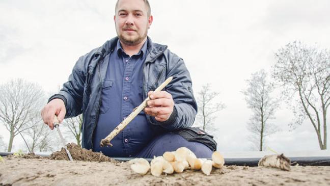 Spargel-Krone geht wieder nach Diele