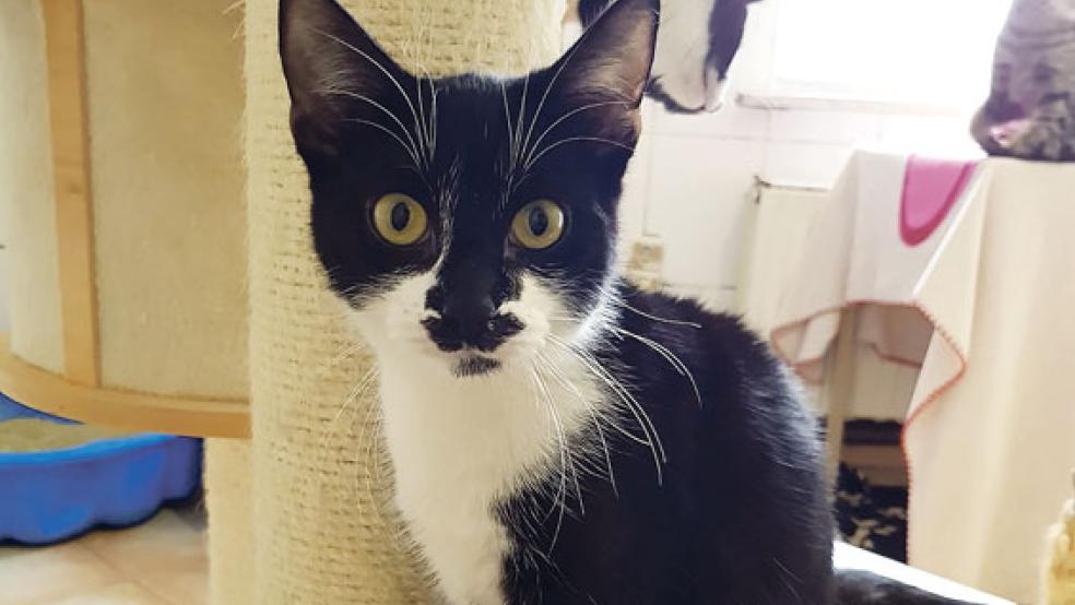 »Taylor« wurde im Tierheim in Stapelmoor geboren und sucht nun ein neues Zuhause. © Foto: Tierschutz Rheiderland