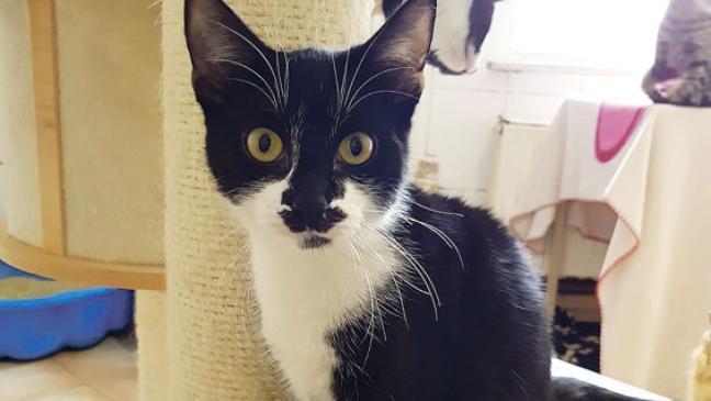 »Taylor« sucht einen Spielgefährten