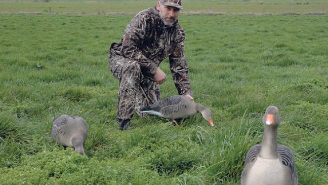 Wildgänse im Visier: Neuer Anlauf für Abschuss im Anflug