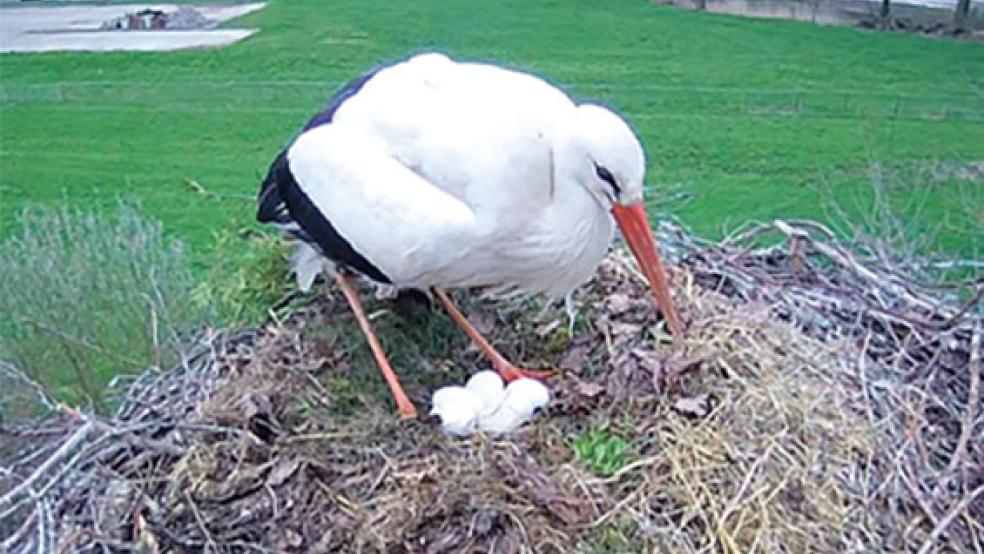 Da waren es plötzlich sechs: Die Verbindung der Störche Hilde und Heinz auf dem Nest in Vellage erweist sich als äußerst fruchtbar. © Foto: Gosseling