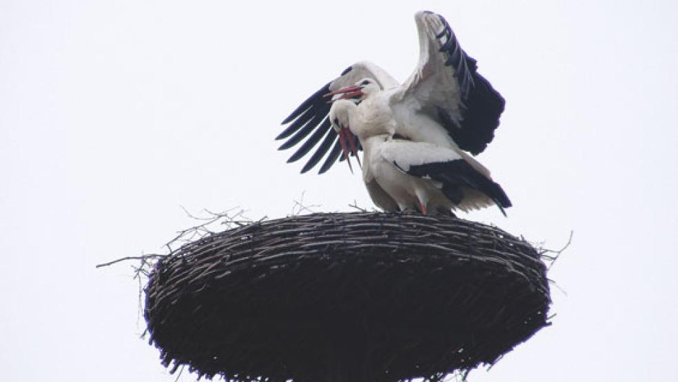 Liebesspiele im Nest auf dem Bauernhof von Heinz-Peter und Christina Halfwassen am Einhauser Weg in Bingumgaste: Seit Dienstag turtelt dort ein Weißstorch-Pärchen, sodass Hoffnung auf Nachwuchs besteht. © Foto: Szyska