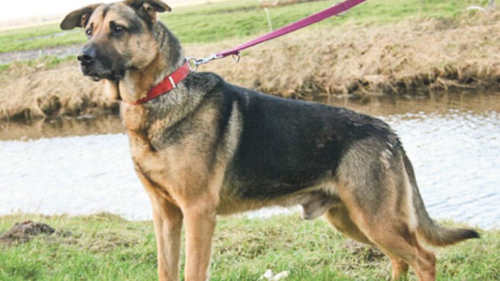 Anhänglich und eigenständig: »Boris« ist auch für »Hunde-Anfänger« geeignet. © Foto: Tierschutz